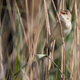 A reed warbler warbling, and maybe unknowingly laying down the guest vocal for a new pop hit.